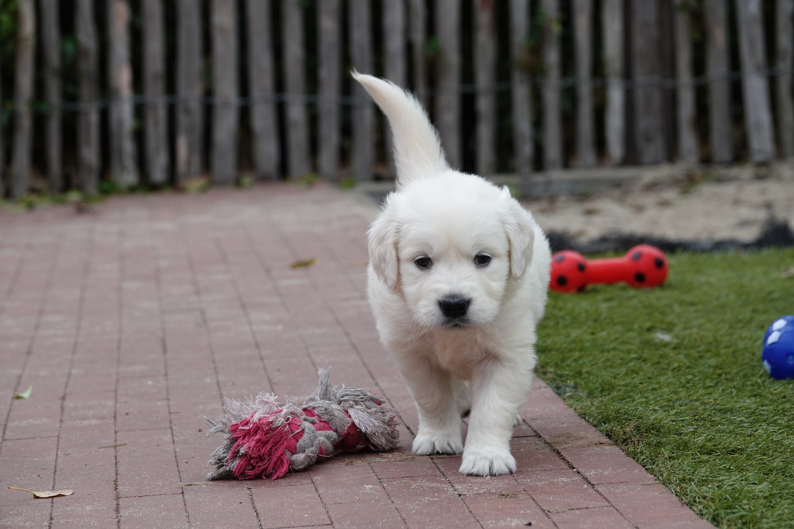 Golden Retriever Puppy’s