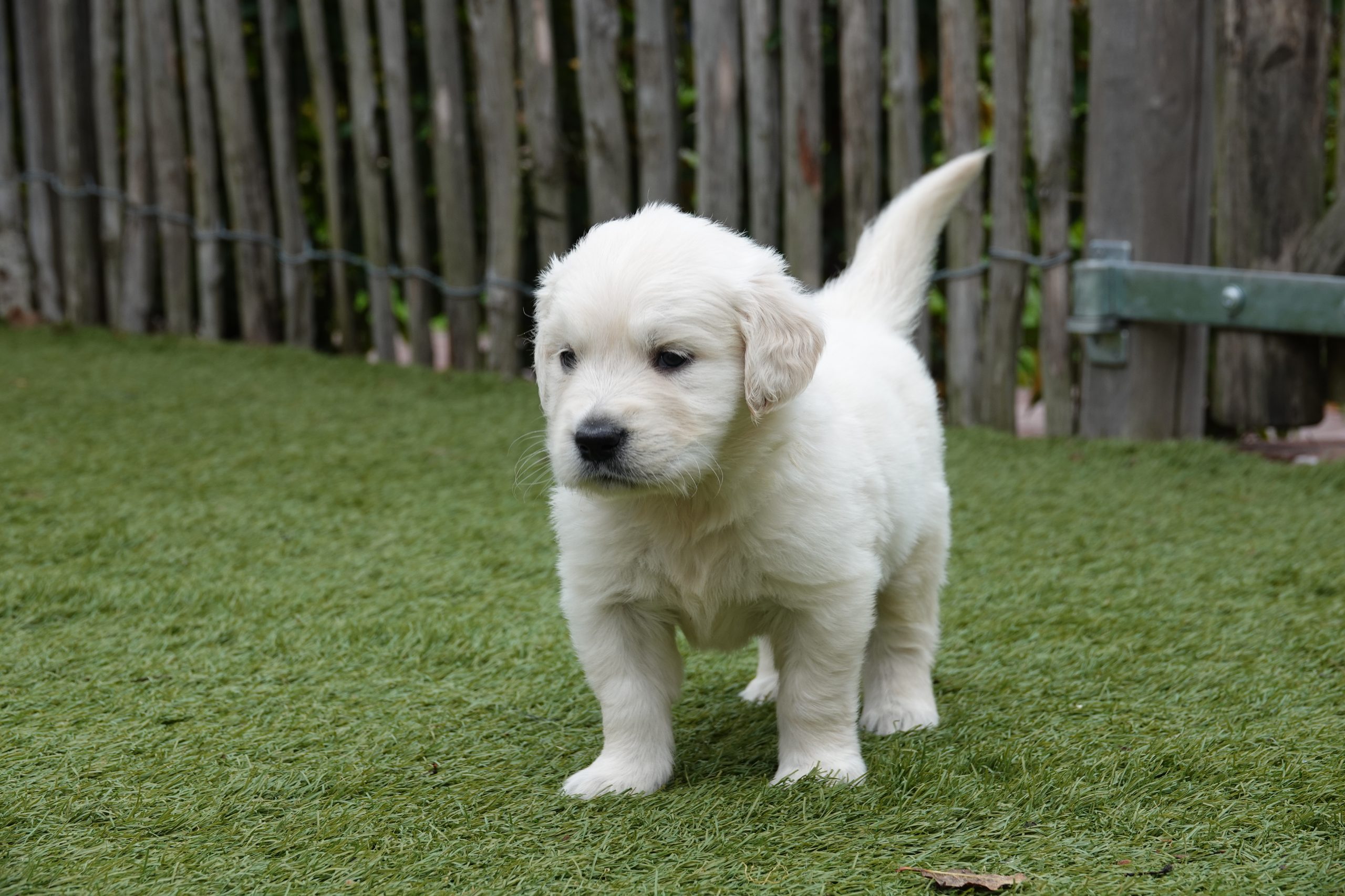 Golden Retriever karakter