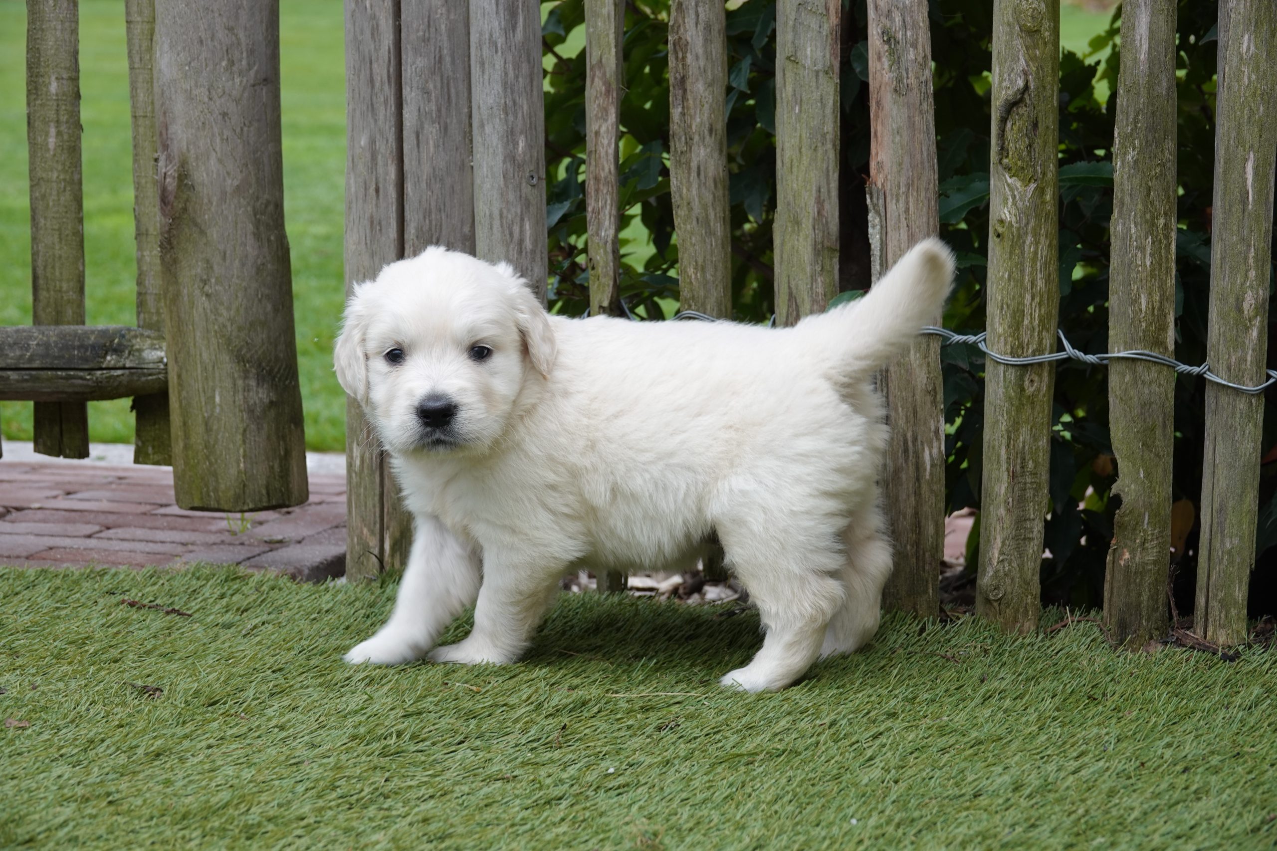 Golden Retriever Puppy’s bij Adogs Minderhout