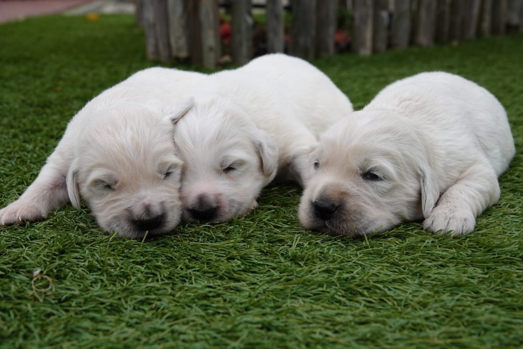 Gezondheid en verzorging​ Golden Retriever