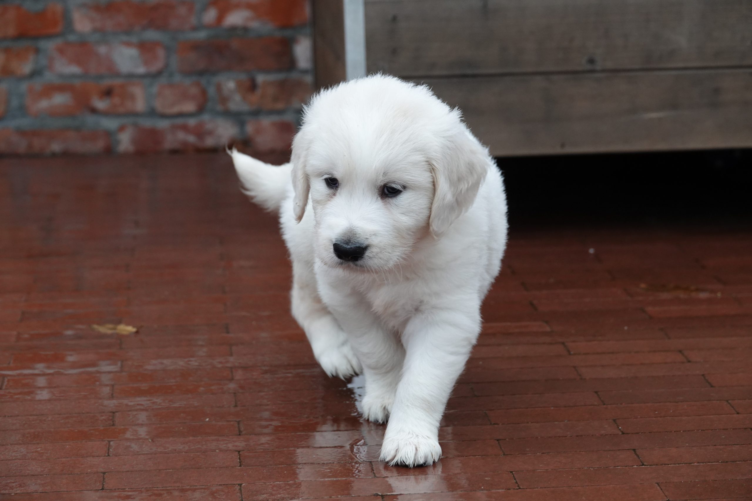 Golden Retriever Prijs