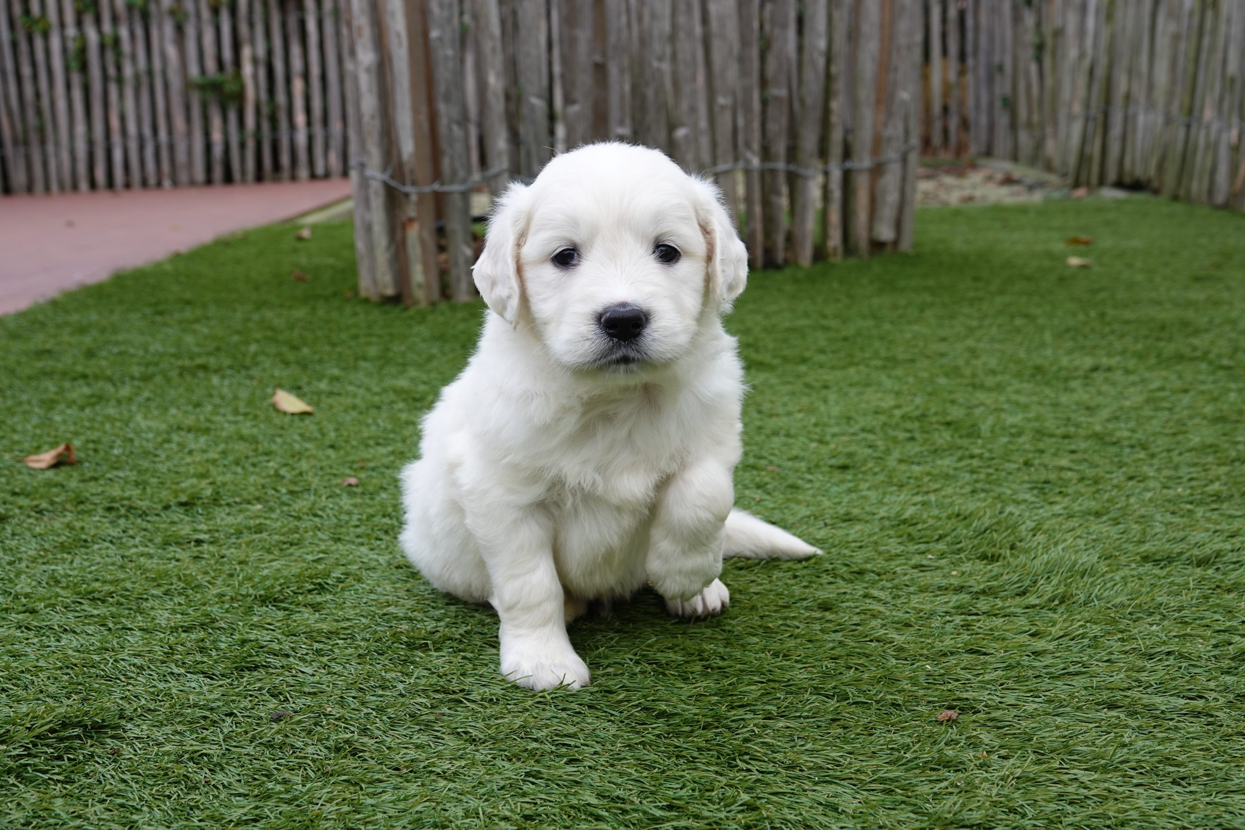 Eigenschappen van de Golden Retriever