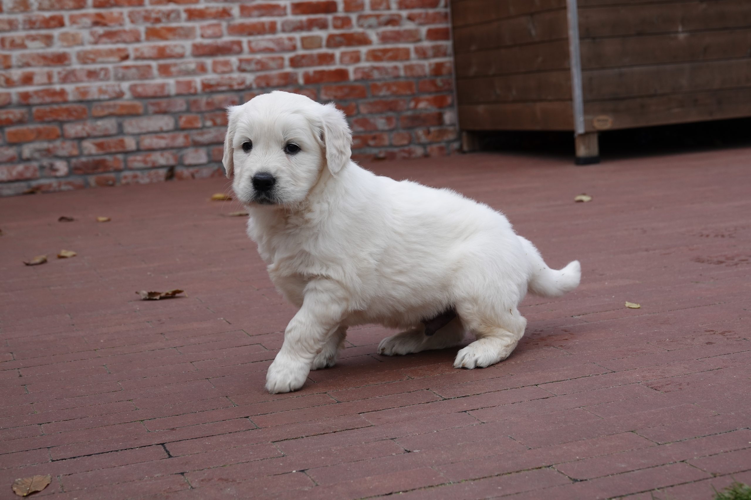 Een Golden Retriever fokker: waar moet je op letten?