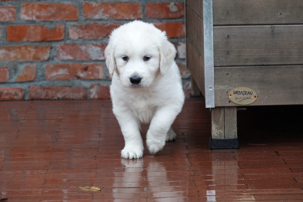 Golden Retriever prijs