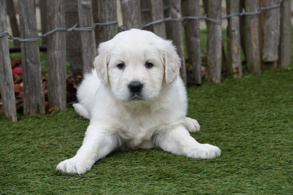 Een Golden Retriever kopen: dit zijn de stappen die je moet nemen