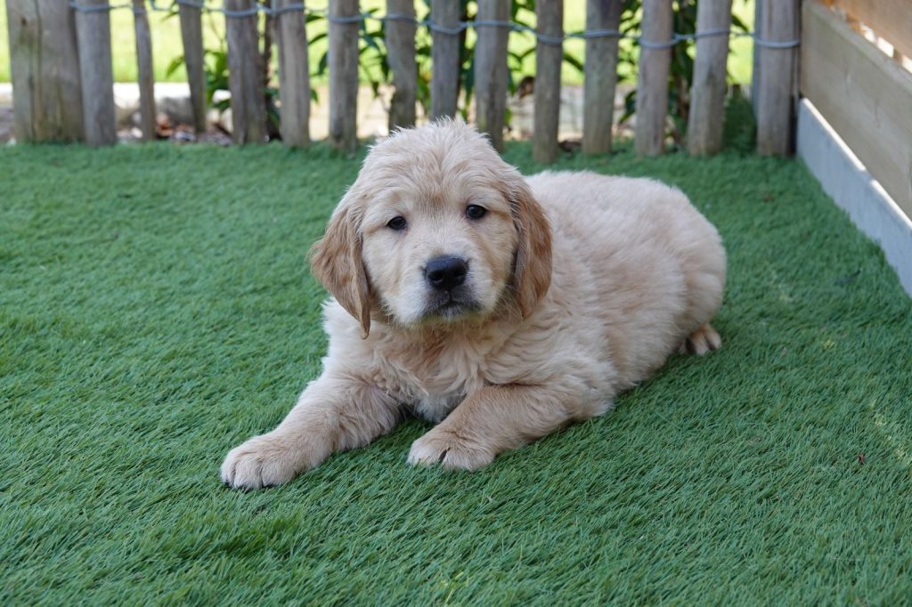 De Golden Retriever is een veelzijdig ras