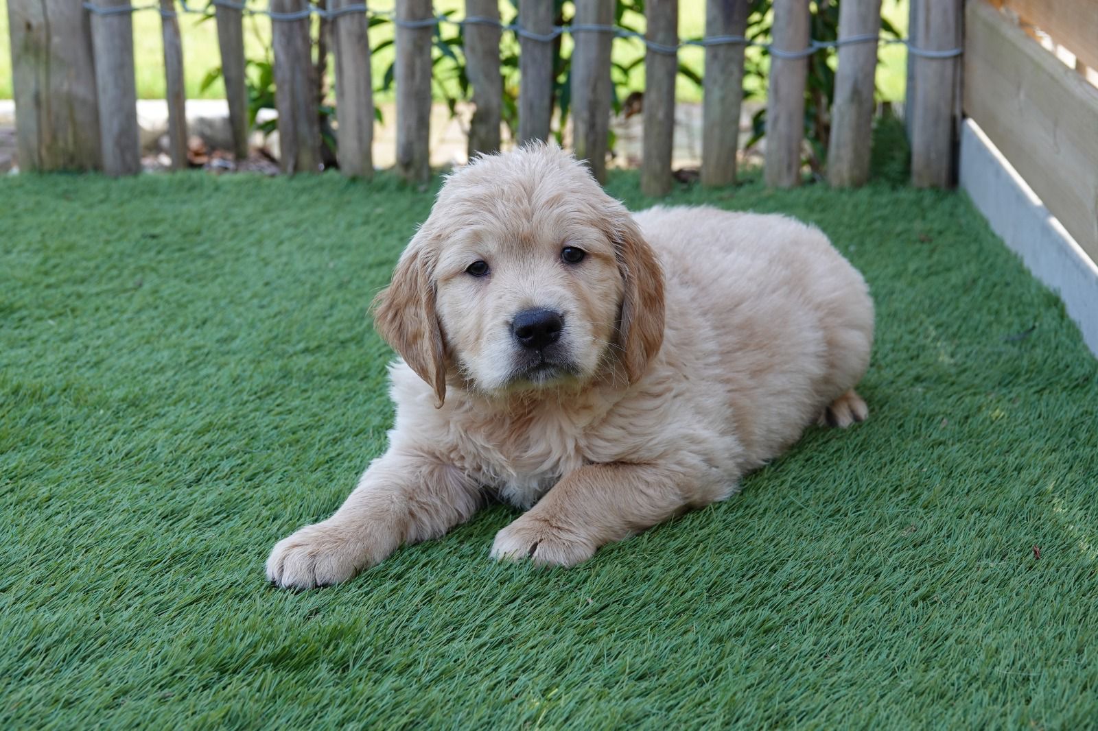 De Golden Retriever is een veelzijdig ras